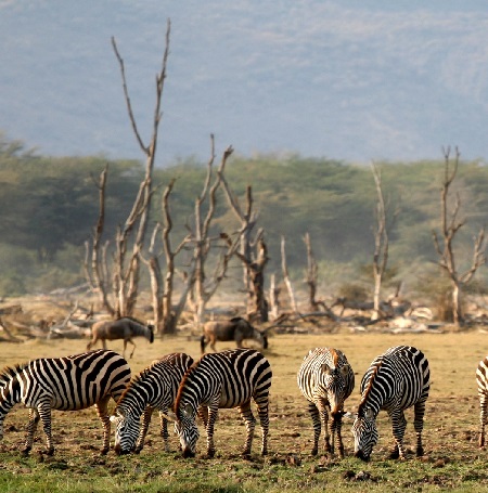 Best Tours & Safaris in Karatu - Tanzania Safari Tours from Karatu 2025/2026 