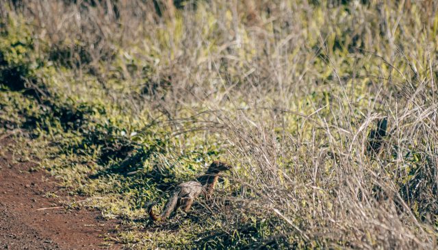 Best Tours & Safaris in Karatu - Tanzania Safari Tours from Karatu 2025/2026 