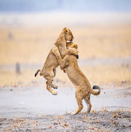 Tanzania safari summer time: June, July, August, September 2025, 2026, and 2027