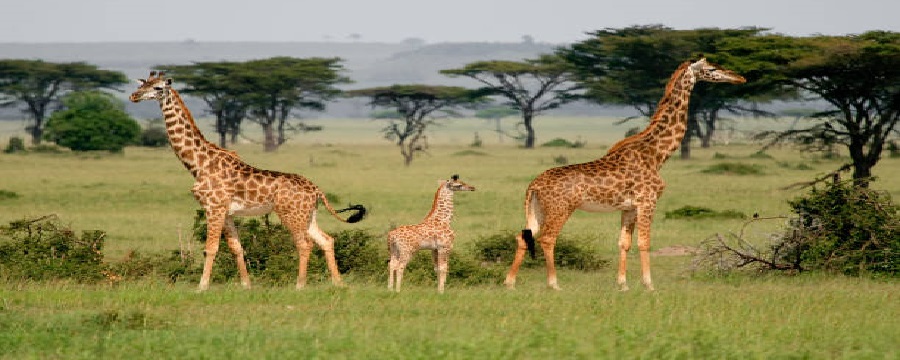 Miglior Safari Economico in Tanzania