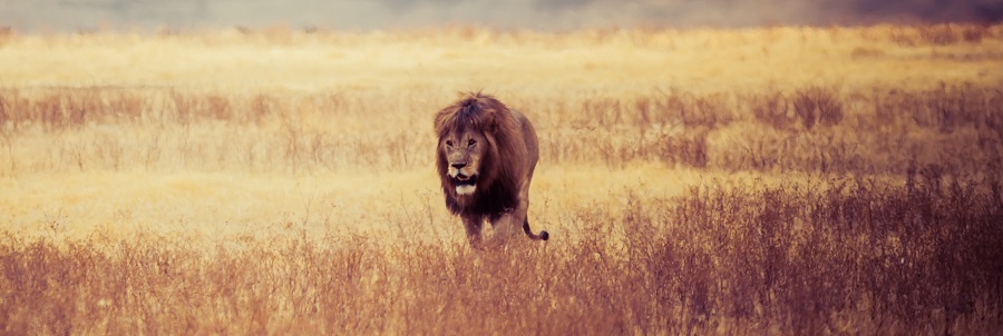 Discover the best 3 days Discover Our Best Tanzania Safari Packages in January, February, and March 2026, 2027, and 2028