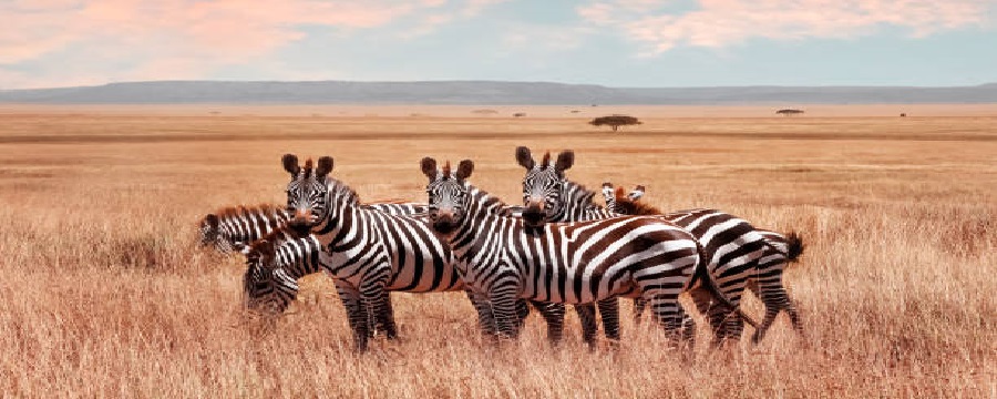 Best Tanzania day trip tours in June, July, August, & September
