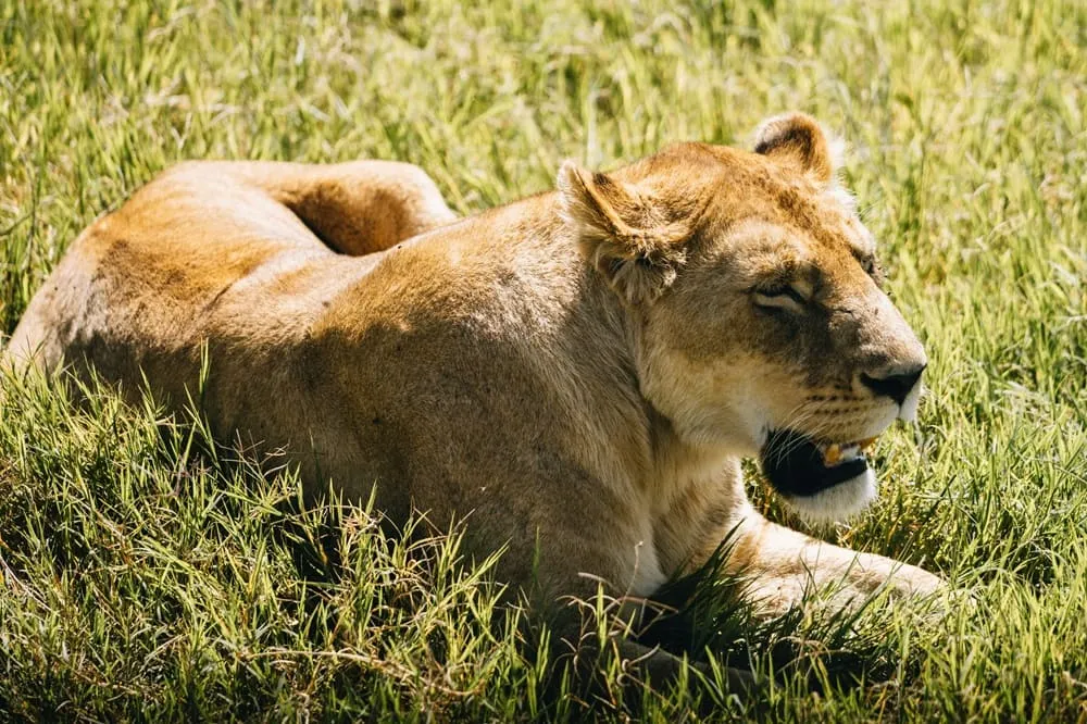 Tanzania safari