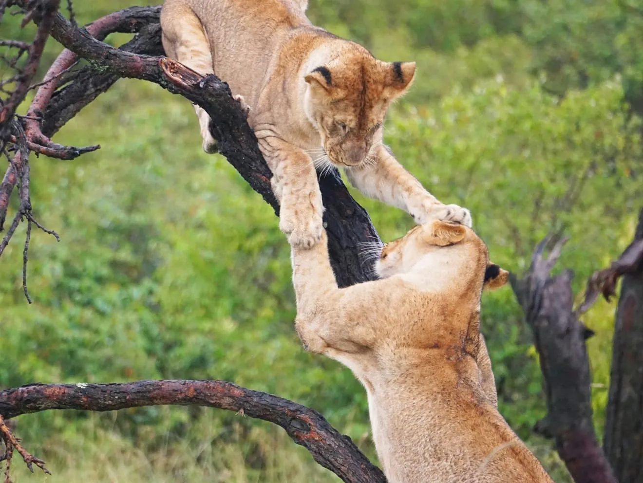 World's Best Safaris in Tanzania