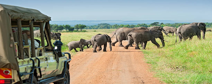 Tanzania safari summer time: June, July, August, September 2025, 2026, and 2027