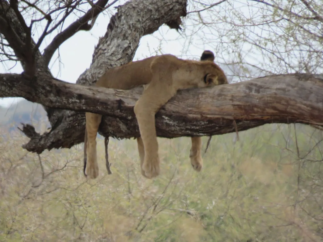 Tarangire National Park Safari