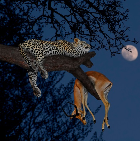 Best Tarangire night game drive 2026 & 2027