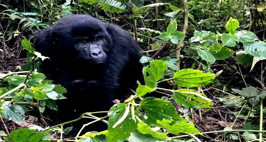 Today's Our Latest Updates on Gorilla Trekking in 2025-2026: Our Best Things to Do in Uganda 2025-2026 