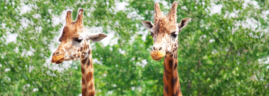 Giraffe in Ngorongoro Crater