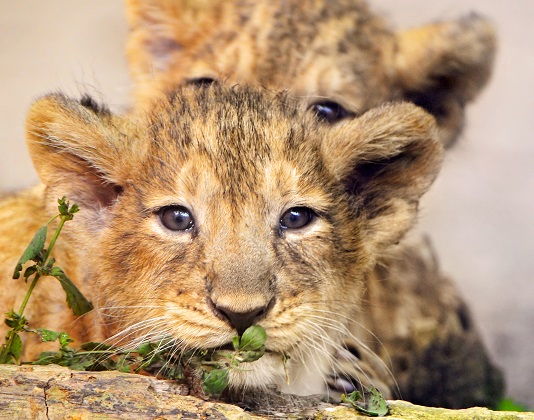 wildlife in Serengeti National & Ngorongoro crater