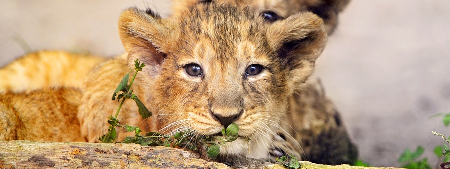 lions in Serengeti National Park