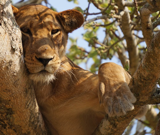 3 wildlife in Serengeti National & Ngorongoro crater