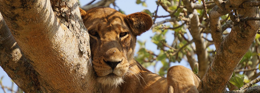 A lion in Serengeti National Park