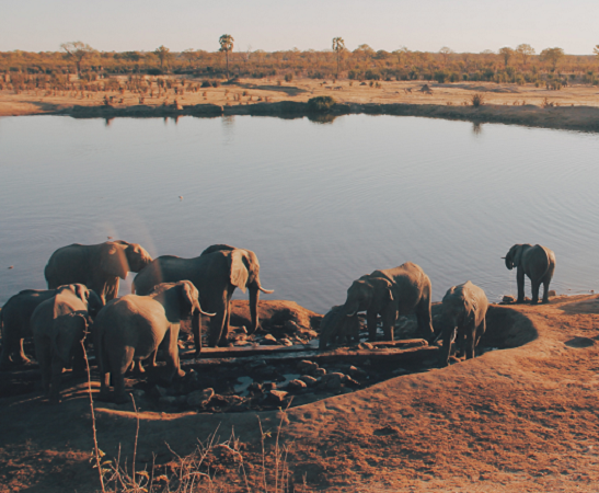 Elephants in Tarangire National Park