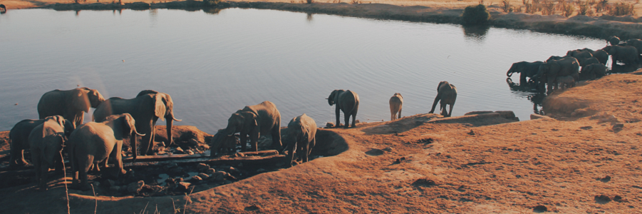 Elephants in Serengeti National & Ngorongoro crater