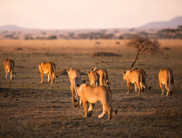  2 days Tanzania short Safari from Arusha/Moshi to (Arusha and Tarangire)