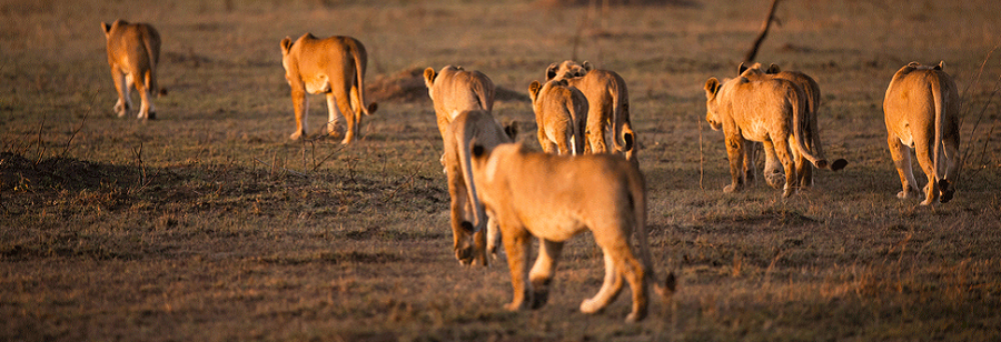 Best 2 days Tanzania sharing safari