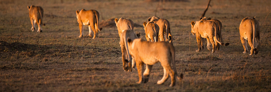 7 days with Tanzania safari tours and Zanzibar beach vacation packages