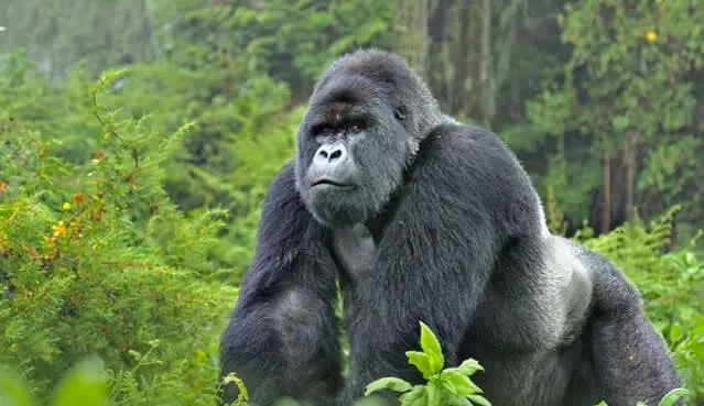 Uganda tours