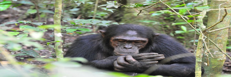 13-days-Uganda/kidepo-and-gorilla-safari