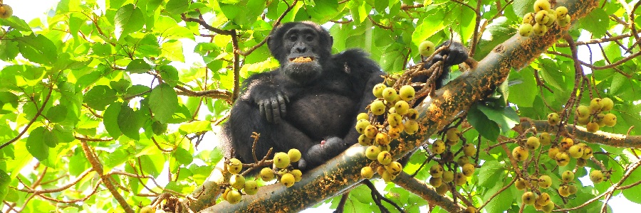 6-Dayskibale-chimpanzeeTracking adventure