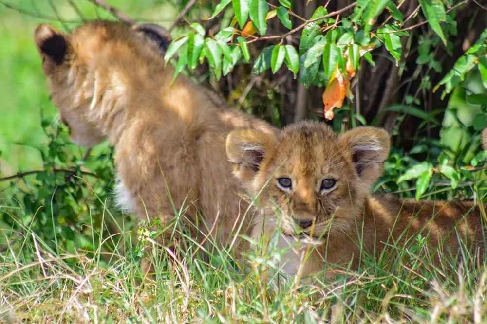 Uganda safari and gorilla trekking