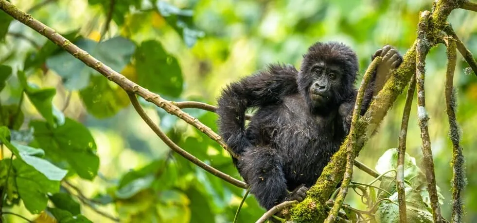 Uganda Safaris