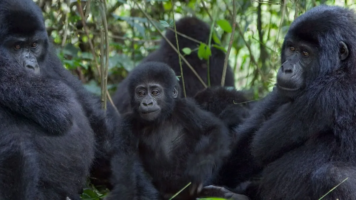 Uganda Safari Deals & Tickets