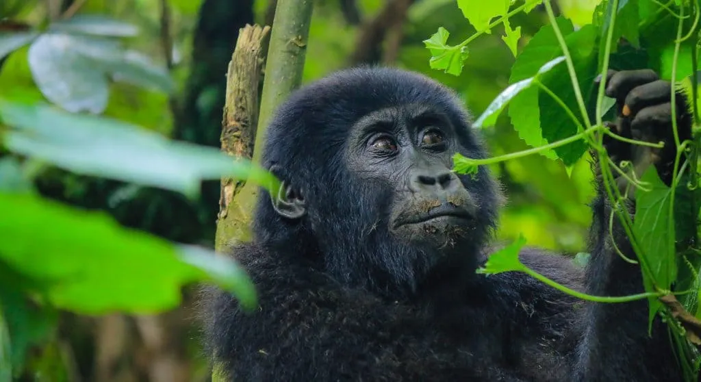 World's Best Safaris in Uganda