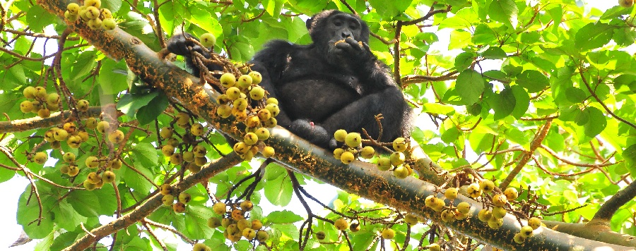 4Days Uganda Safari Bwindi Impenetrable