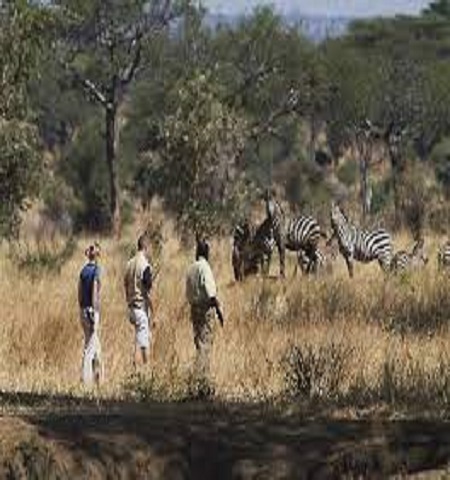 Walking safari ngorongoro crater for 1 day in Tanzania