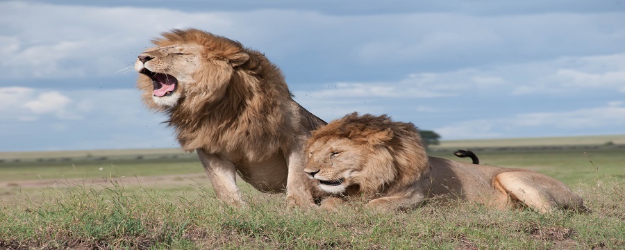 Walking safari ngorongoro crater