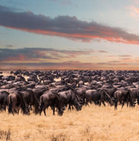 What and when is the great migration in Tanzania?