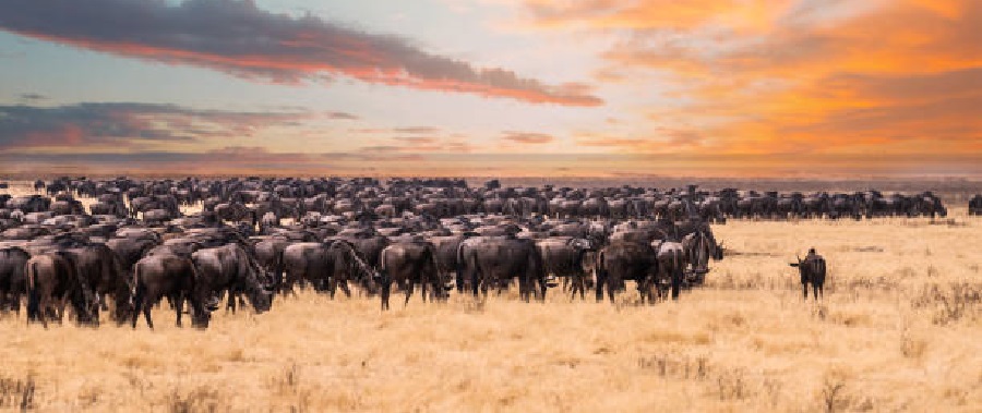 What and when is the great migration in Tanzania?