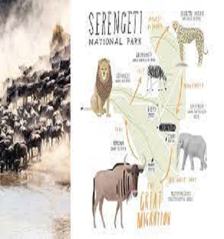 Why is the Serengeti important?