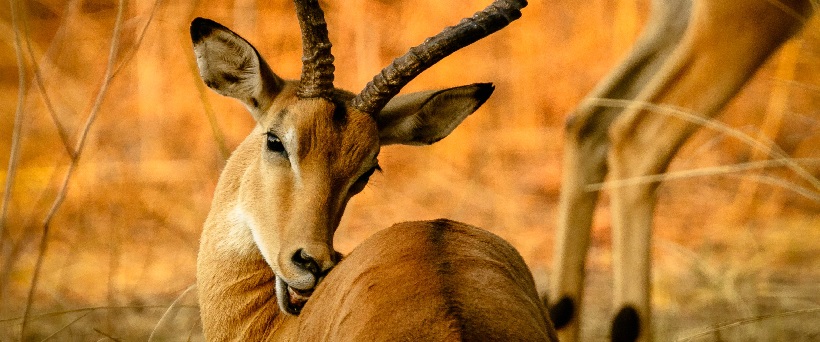 2-days Tanzania sharing safari to Tarangire & Ngorongoro crater