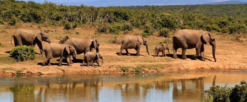 7 days Tanzania – Kenya safari from Amboseli, Lake Manyara, Ngorongoro, and Serengeti