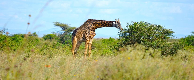 Best 6 days Kenya safari from Nairobi: lodge and camping Kenya safari in 2023, 2024, and 2025