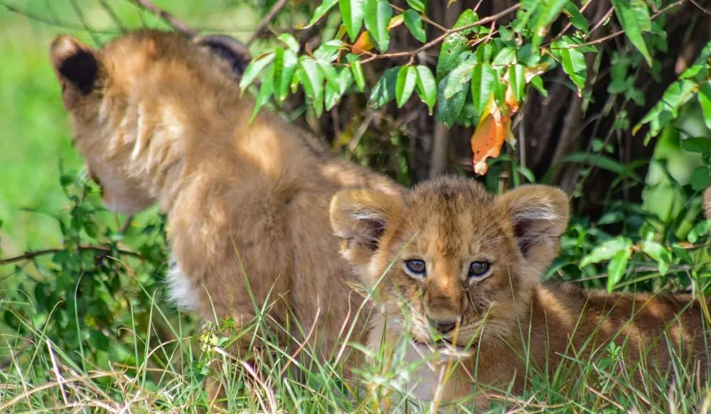 Africa Natural Safaris - For Africa wildlife safari experience