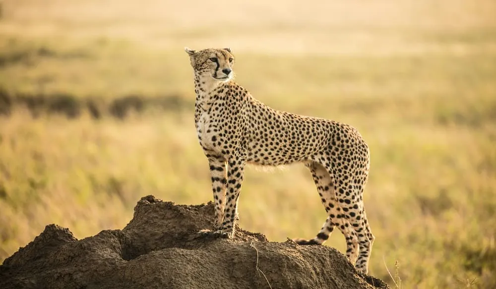 Best Buy Safaris - Best Africa Featured Deal Safaris