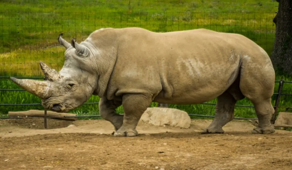 Tanzanian Safari - Best guided Tanzanian safari tours