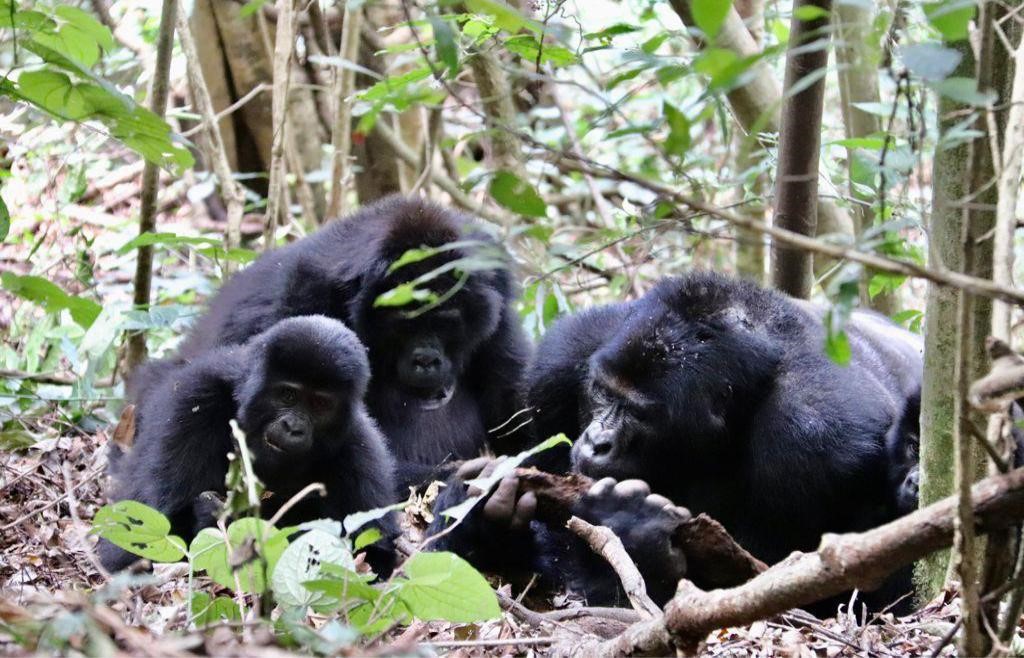 7 Days Gorilla Wildlife Culture