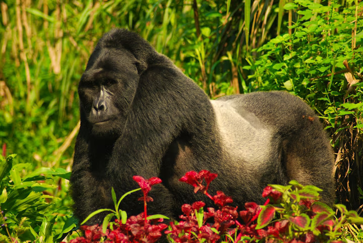 7 Days Gorilla Safari