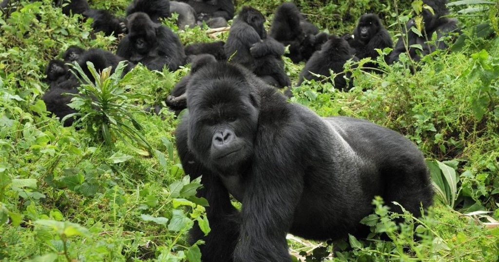 5 Days Gorilla Lake Kivu