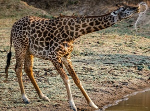 Tanzania joining safari to Ngorongoro crater