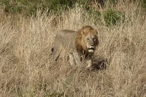 Tanzania joining safari to Serengeti National Park