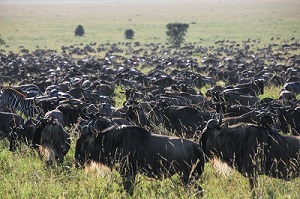 Wildebeest migration Tanzania