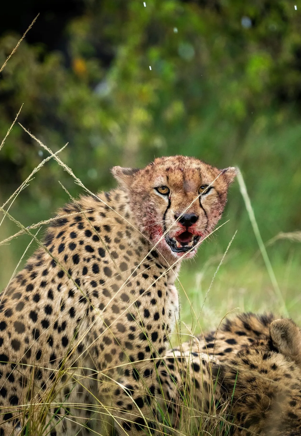 Tanzania Romantic Safari in Serengeti National Park