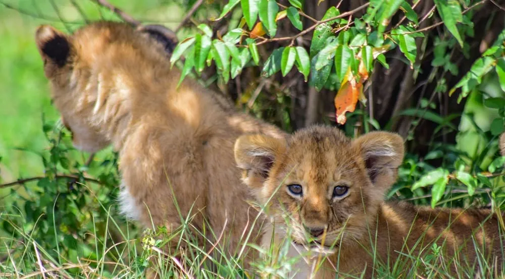 Tanzania Romantic Safari Combine safari and beach