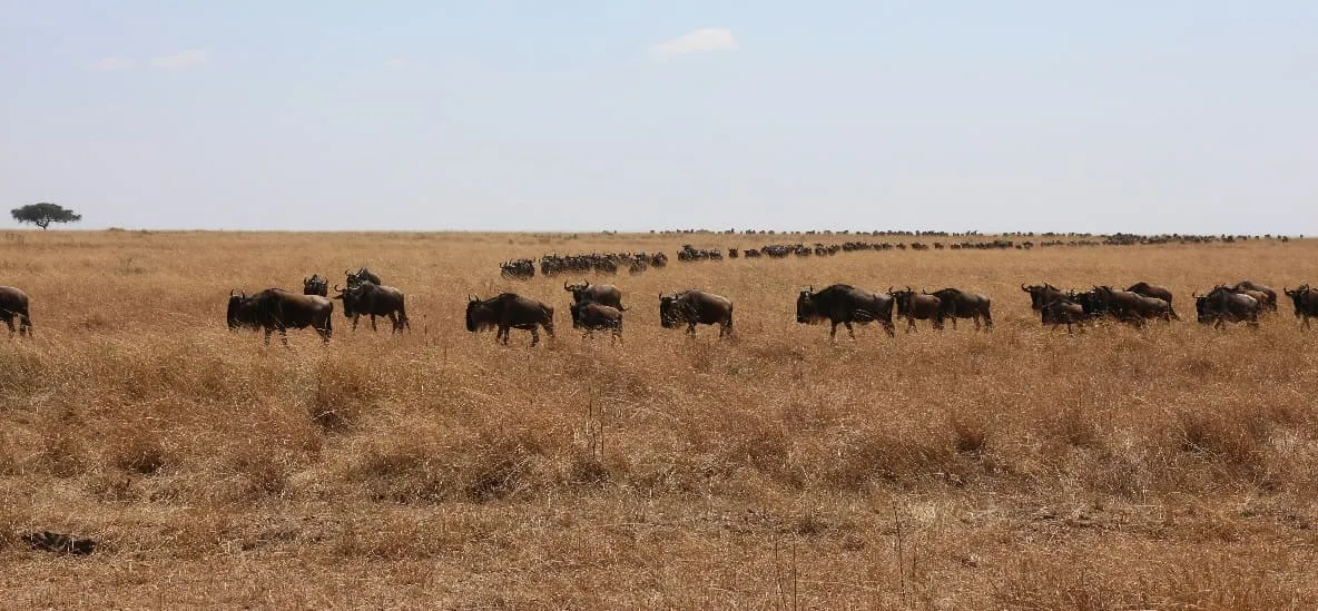 Tanzania Romantic Safari Southern Tanzania Parks
